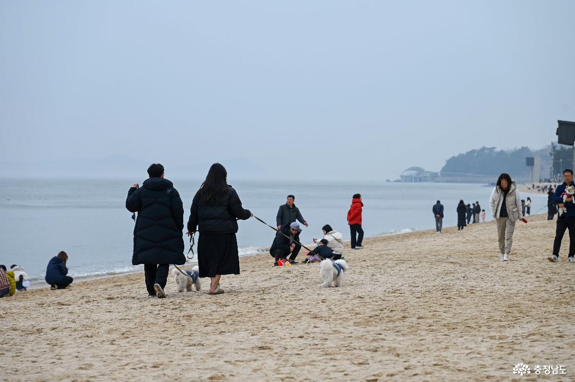 강아지와 산책하는 사람들
