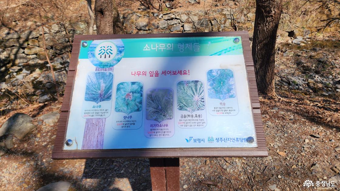 소나무의 형제들 안내문