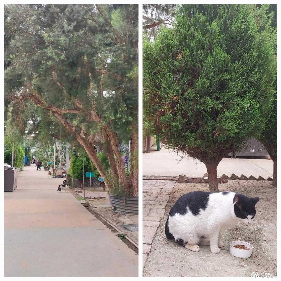숲 속에서 식사를 하고 있는 냥이