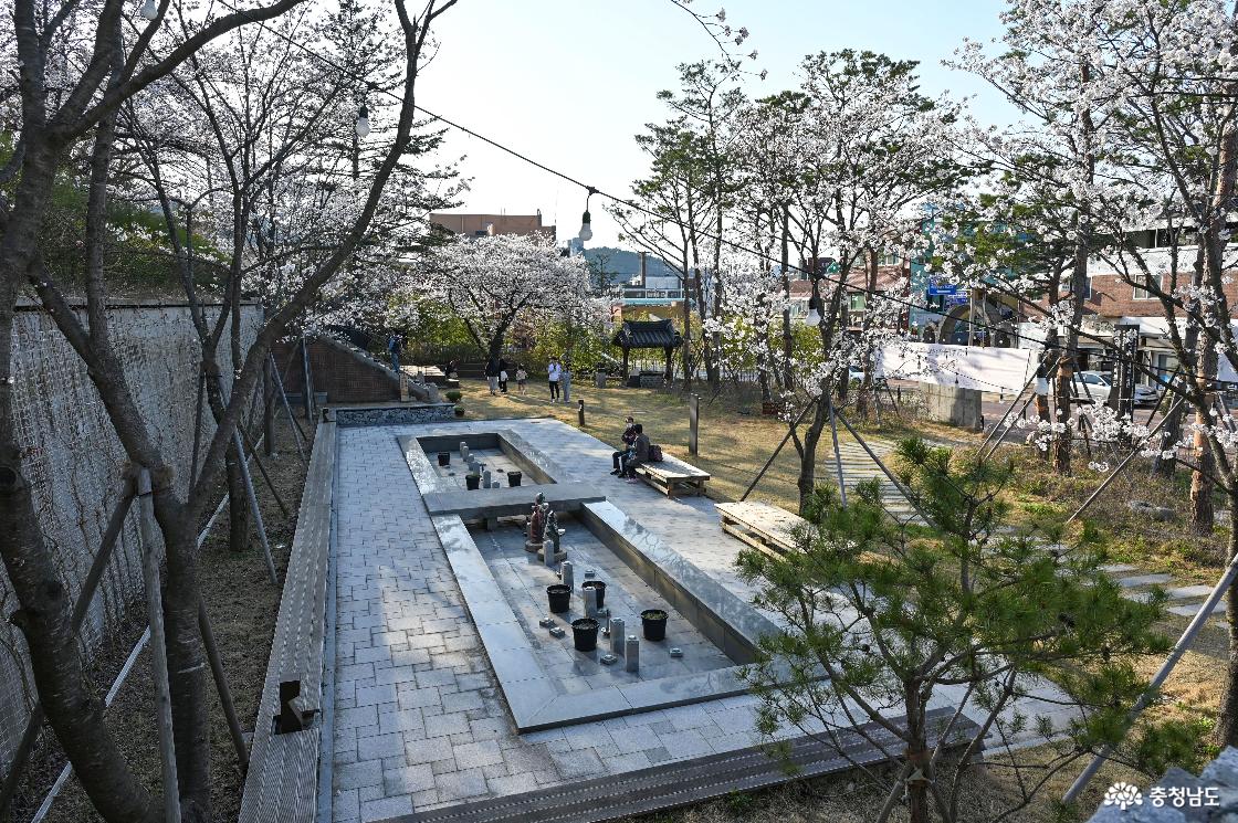 충청남도역사박물관 입구에 있는 벚꽃의 모습
