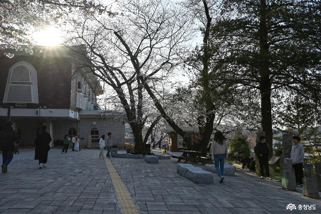충청남도역사박물관 앞 벚꽃길