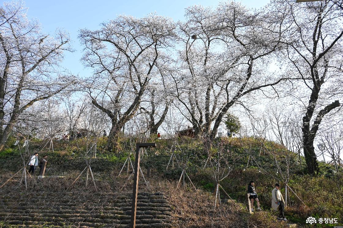 충청남도역사박물관 벚꽃동산의 모습