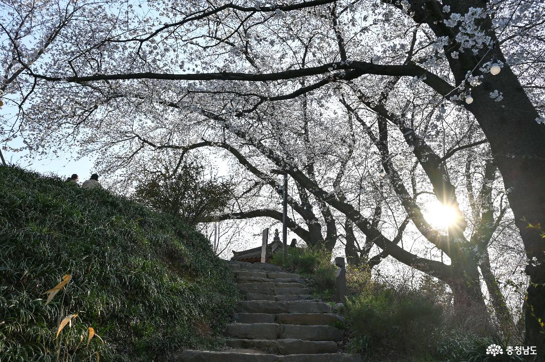 벚꽃동산으로 올라가는 계단