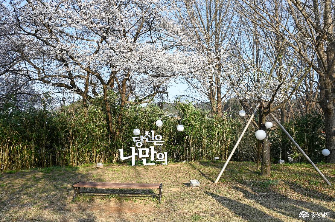 충청남도역사박물관 벚꽃동산의 풍경