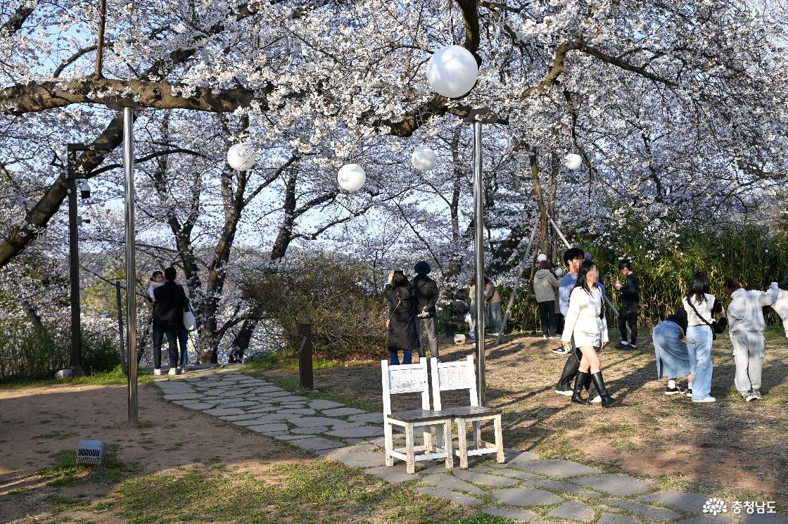 충청남도역사박물관 벚꽃동산 포토존1
