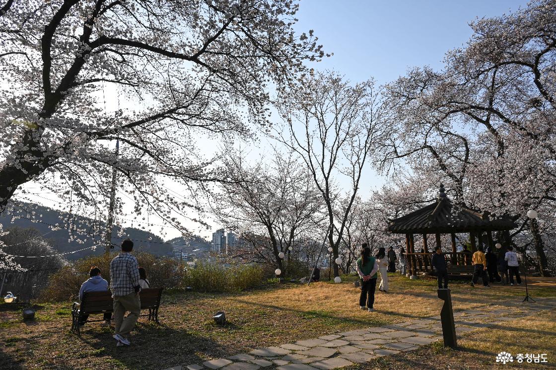 벚꽃동산에서 바라보는 공주 도심 풍경