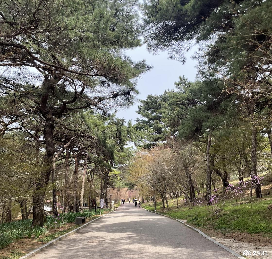 ▲ 소나무 숲길 따라 피어난 봄꽃과 함께하는 산사길