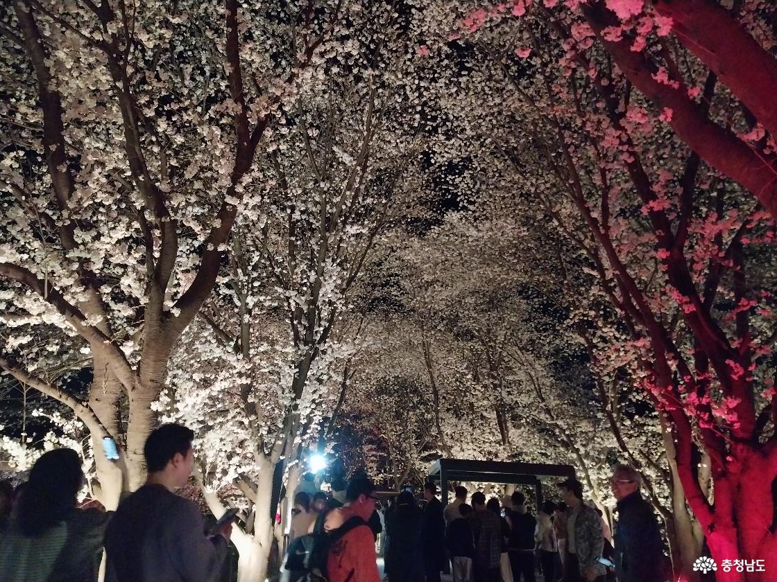 벚꽃을 메운 인파