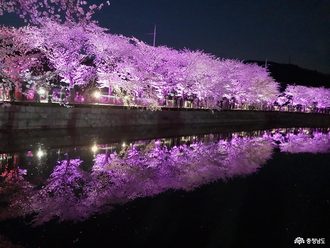 초정에서 둘러 본 벚꽃 길