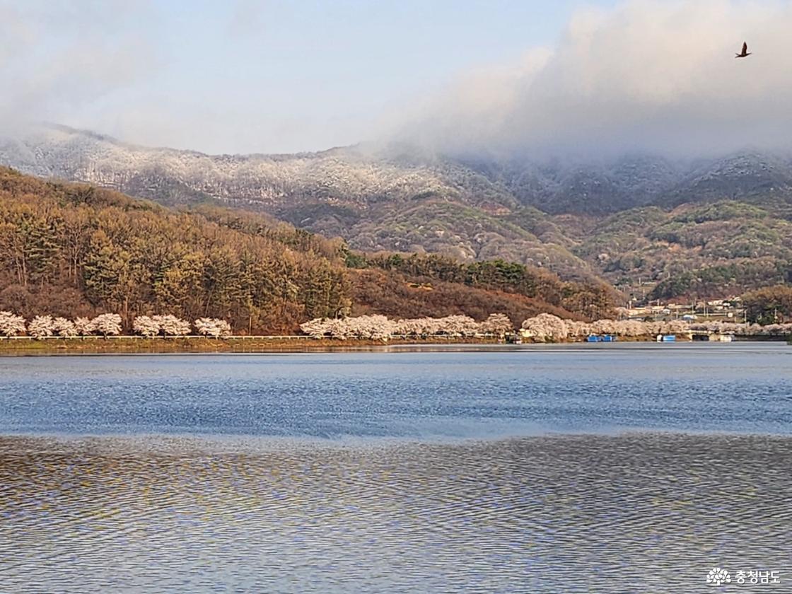 정안저수지 둘레길에 핀 벚꽃과 멀리 무성산의 눈꽃 전경