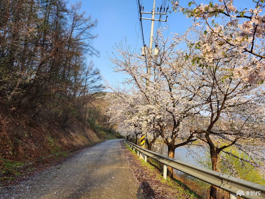 정안저수지 둘레길에 핀 벚꽃