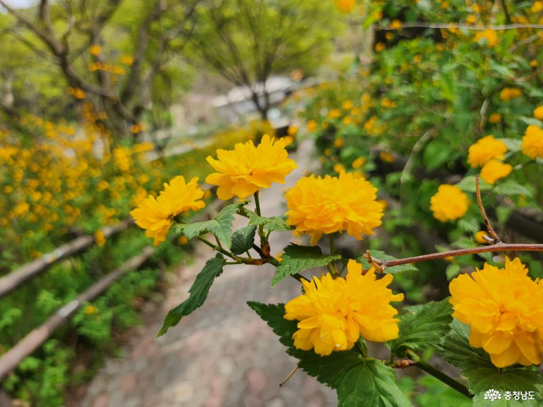 황매화꽃