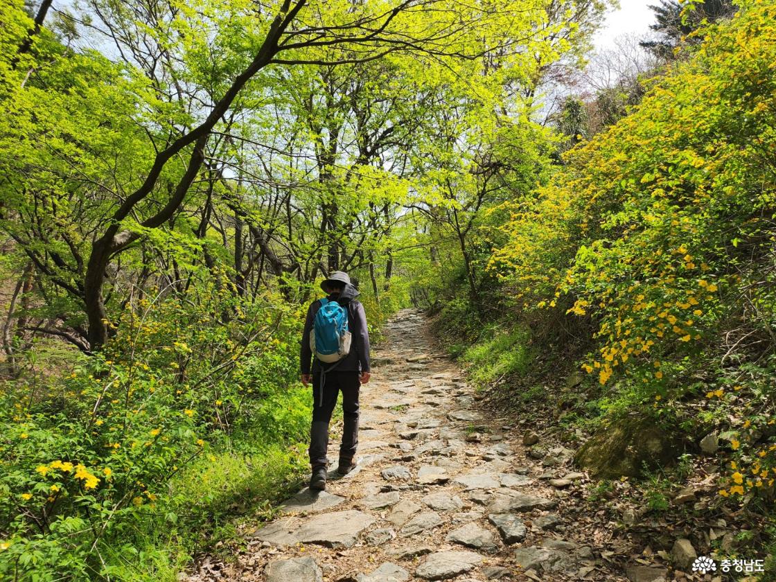 금잔디 고개로 향하는 등산길