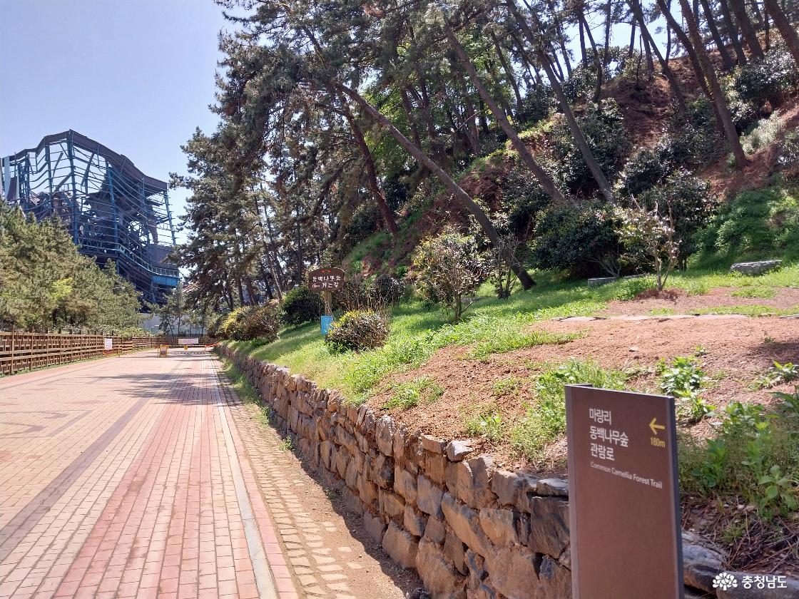 마량리 동백나무 숲 관람로