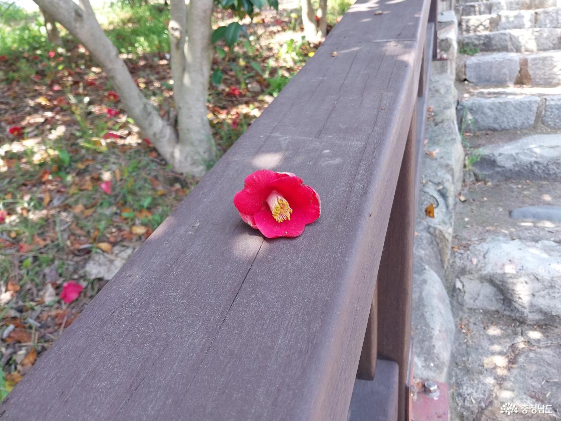 낙화한 한 송이