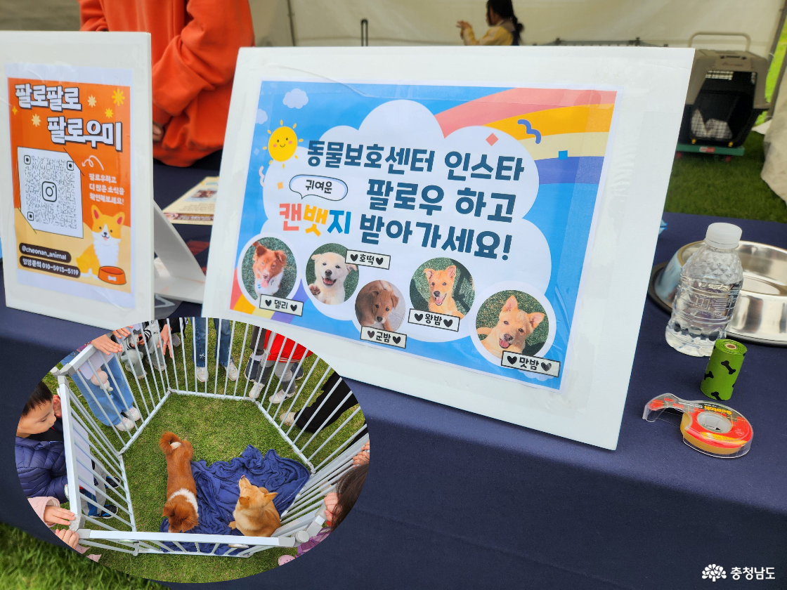 페스타 관련 이미지