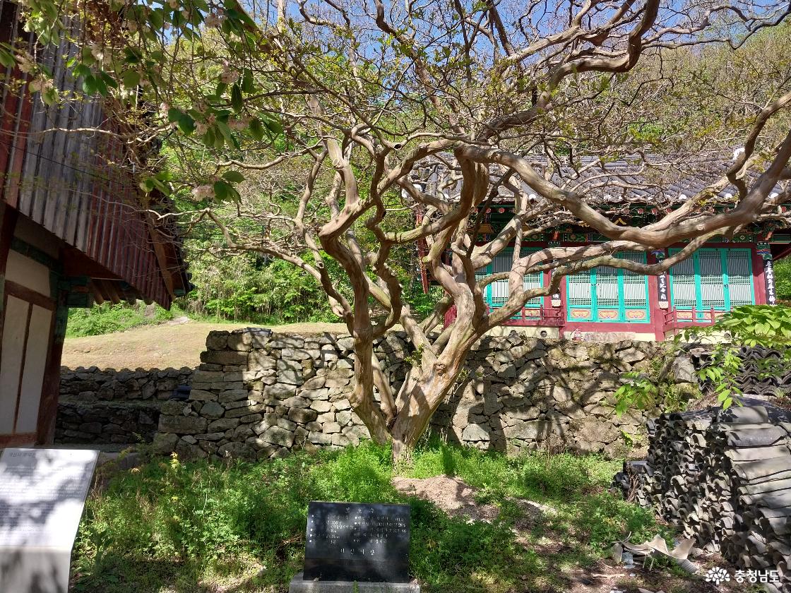 개심사의 보호수