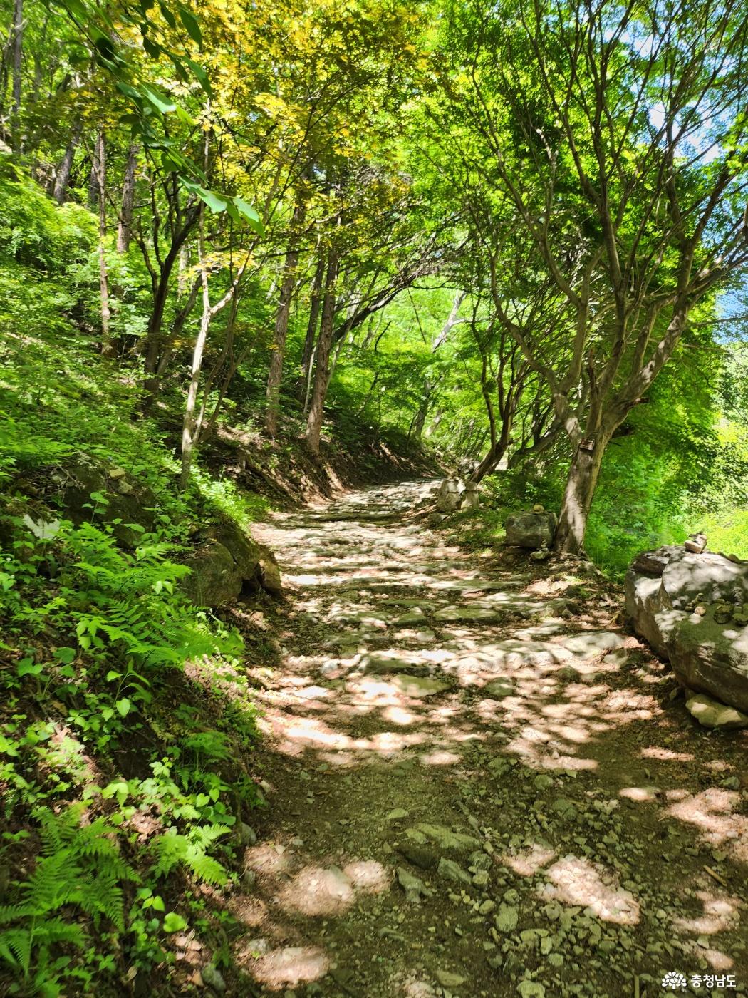 초입의 완만한 산행길