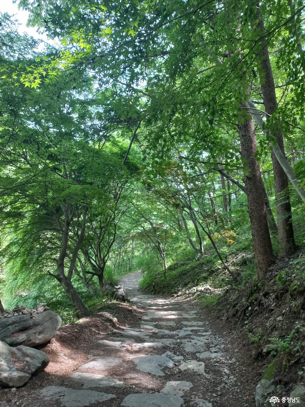 완만한 숲길